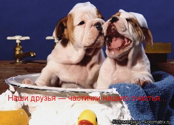 Котоматрица: Наши друзья — частички нашего счастья…