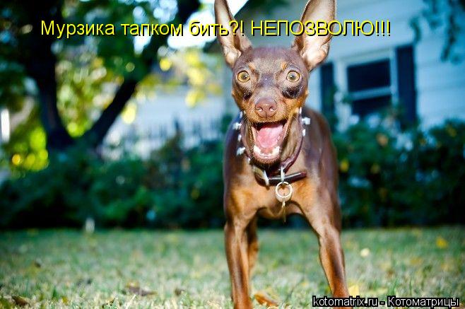 Котоматрица: Мурзика тапком бить?! НЕПОЗВОЛЮ!!!