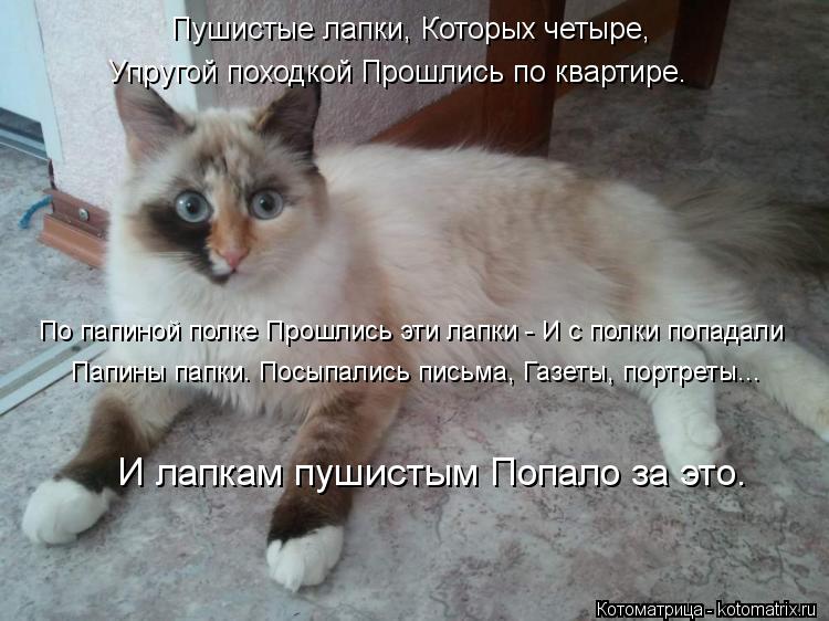 Котоматрица: По папиной полке Прошлись эти лапки - И с полки попадали И лапкам пушистым Попало за это. Папины папки. Посыпались письма, Газеты, портреты... 