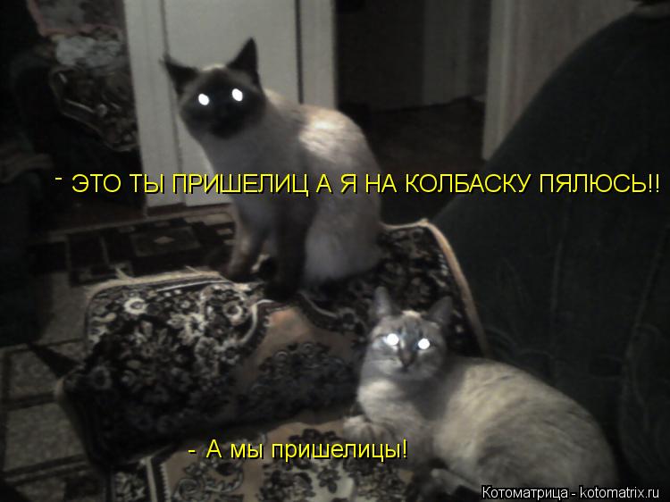 Котоматрица: А мы пришелицы! ЭТО ТЫ ПРИШЕЛИЦ А Я НА КОЛБАСКУ ПЯЛЮСЬ!! - -