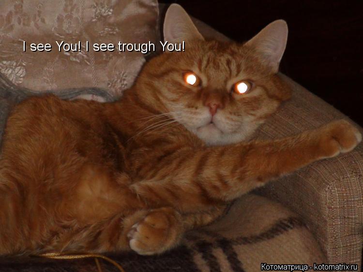Котоматрица: I see You! I see trough You!