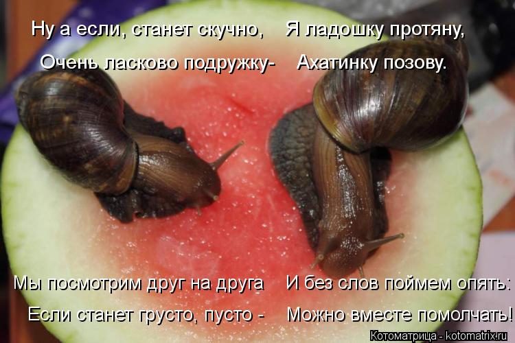 Котоматрица: Ну а если, станет скучно,    Я ладошку протяну, Очень ласково подружку-    Ахатинку позову. Мы посмотрим друг на друга    И без слов поймем опять: