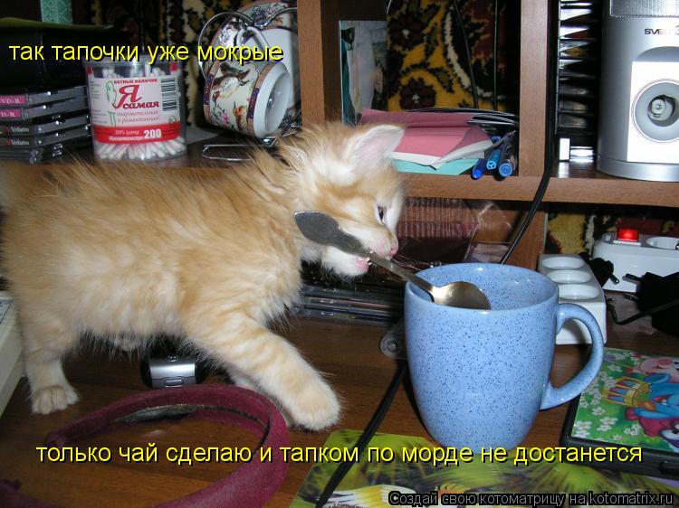 Котоматрица: так тапочки уже мокрые только чай сделаю и тапком по морде не достанется