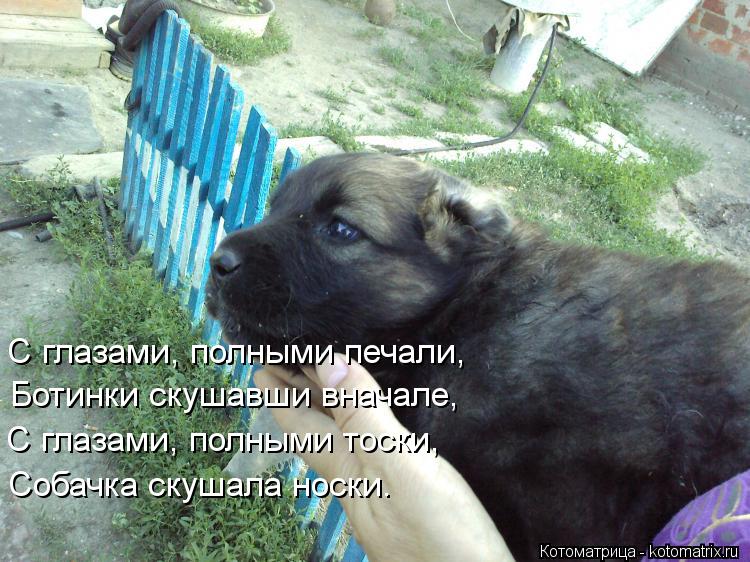 Котоматрица: С глазами, полными печали, Ботинки скушавши вначале, С глазами, полными тоски, Собачка скушала носки.
