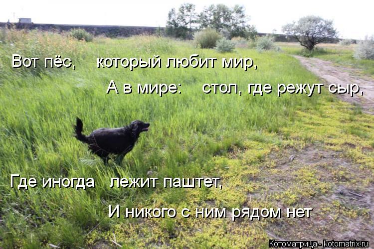 Котоматрица: Вот пёс,    который любит мир,     А в мире:    стол, где режут сыр,     Где иногда   лежит паштет,     И никого с ним рядом нет