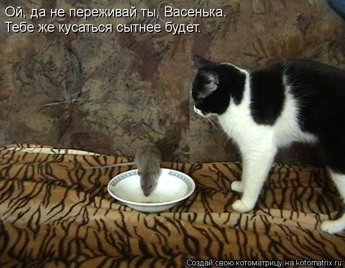 Котоматрица: Ой, да не переживай ты, Васенька. Тебе же кусаться сытнее будет.
