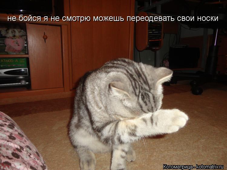 Котоматрица: не бойся я не смотрю можешь переодевать свои носки