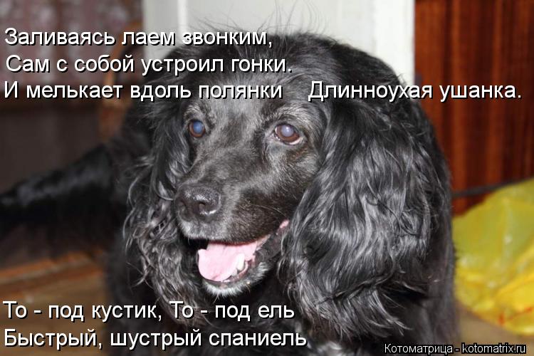 Котоматрица: Заливаясь лаем звонким,     Сам с собой устроил гонки. И мелькает вдоль полянки    Длинноухая ушанка. То - под кустик, То - под ель Быстрый, шустр