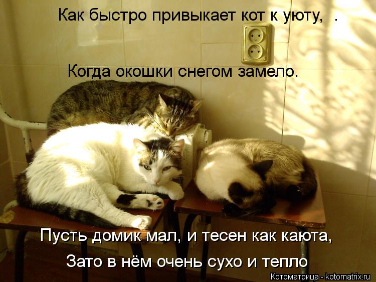 Как сделать чтобы кошка привыкла к дому Как сделать чтобы кошка привыкла к дому
