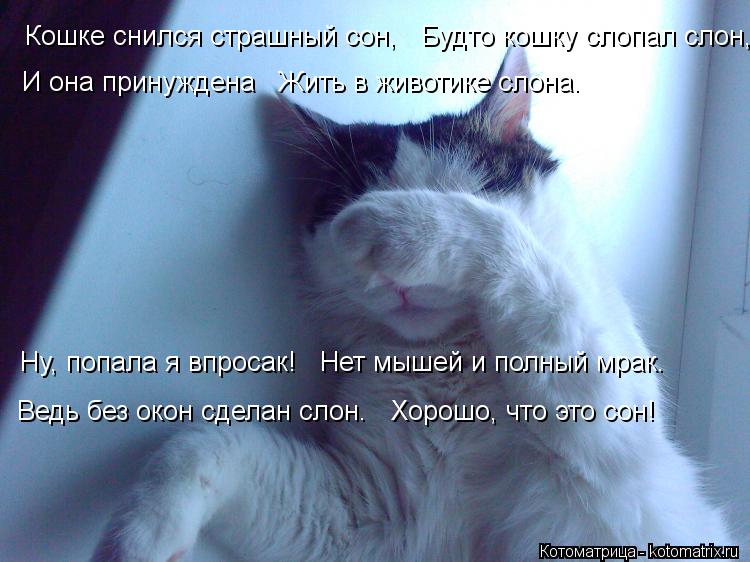 Котоматрица: Кошке снился страшный сон,   Будто кошку слопал слон,    И она принуждена   Жить в животике слона.    Hу, попала я впросак!   Hет мышей и полный мра