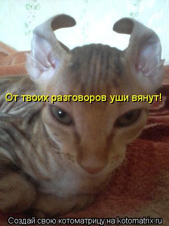 От твоих разговоров уши вянут!... Котоматрица: От твоих разговоров уши вянут!