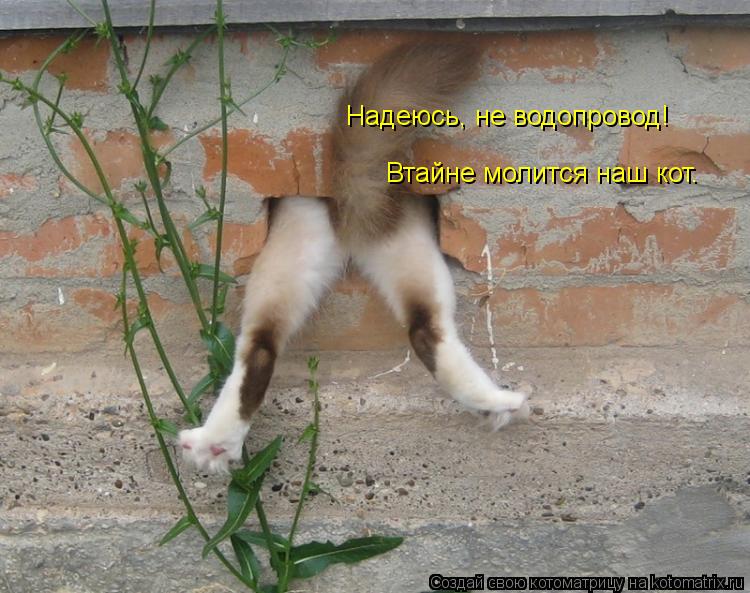 Надеюсь, не водопровод! Втайне молится наш кот.... Котоматрица: Надеюсь, не водопровод! Втайне молится наш кот.