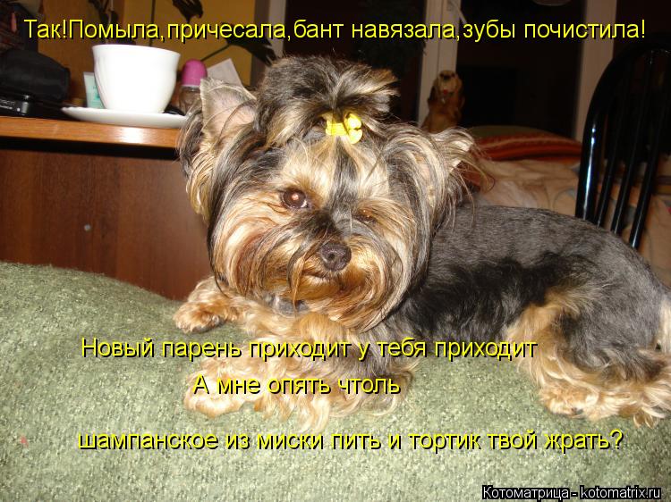 Котоматрица: Так!Помыла,причесала,бант навязала,зубы почистила! Новый парень приходит у тебя приходит А мне опять чтоль  шампанское из миски пить и торт