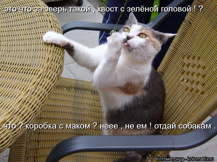 Котоматрица: это что за зверь такой , хвост с зелёной головой ! ?  что ? коробка с маком ? неее , не ем ! отдай собакам .