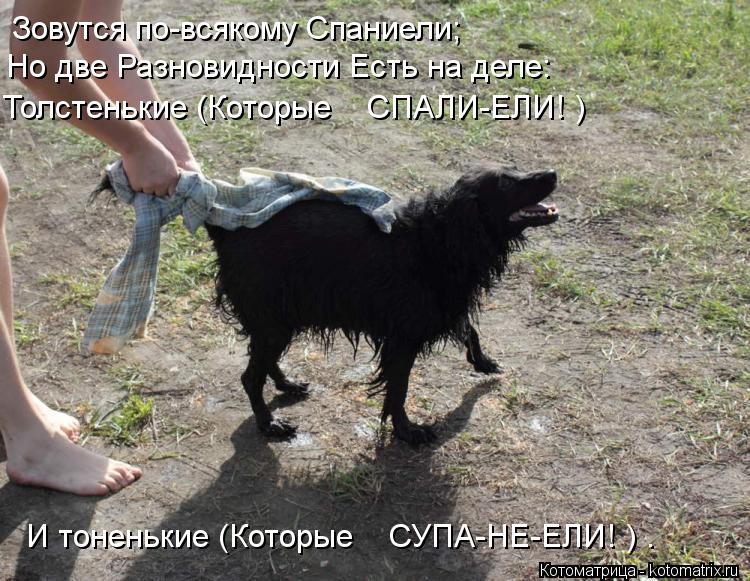 Котоматрица: Зовутся по-всякому Спаниели;    Но две Разновидности Есть на деле:     Толстенькие (Которые    СПАЛИ-ЕЛИ! )     И тоненькие (Которые    СУПА-НЕ-ЕЛИ! ) 