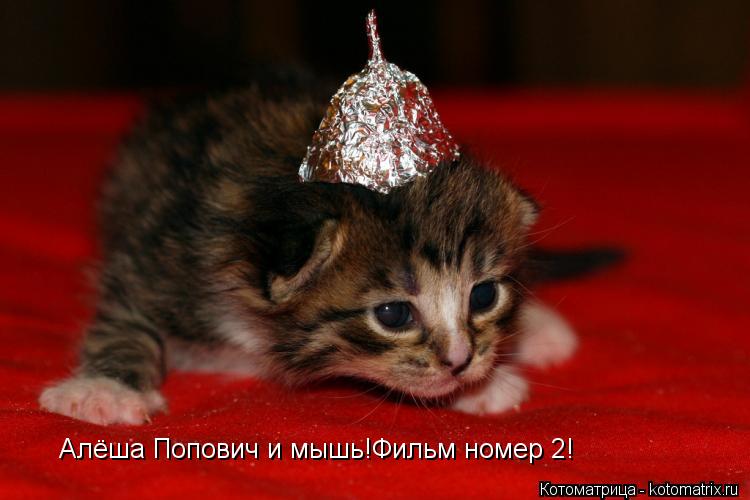 Котоматрица: Алёша Попович и мышь!Фильм номер 2!