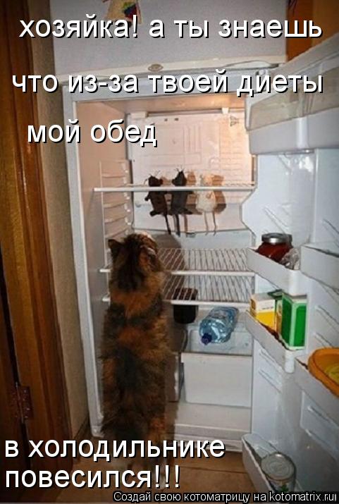 Котоматрица: хозяйка! а ты знаешь мой обед  в холодильнике  что из-за твоей диеты повесился!!!
