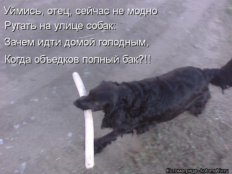 Котоматрица: Уймись, отец, сейчас не модно    Ругать на улице собак:    Зачем идти домой голодным,    Когда объедков полный бак?!!