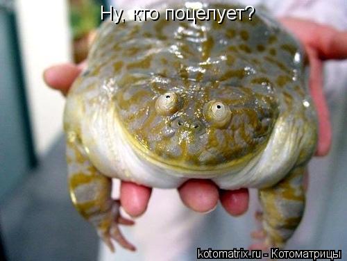 Котоматрица: Ну, кто поцелует?