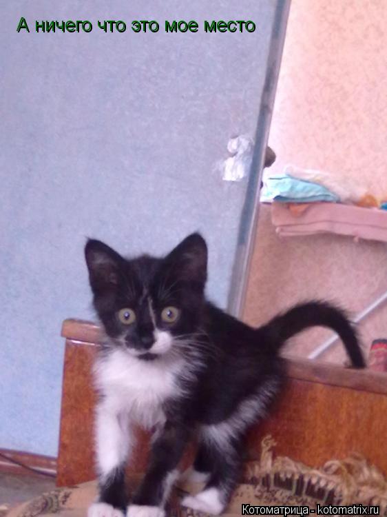 Котоматрица: А ничего что это мое место