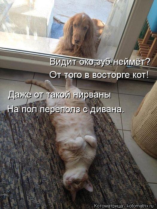 Котоматрица: Видит око,зуб неймёт? От того в восторге кот! Даже от такой нирваны Даже от такой нирваны На пол переполз с дивана.