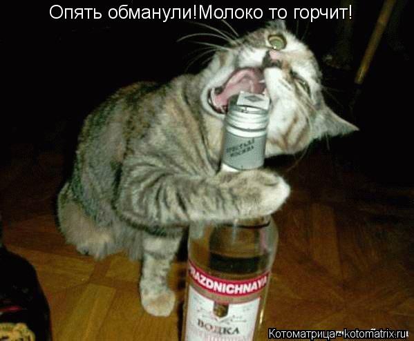Котоматрица: Опять обманули!Молоко то горчит!