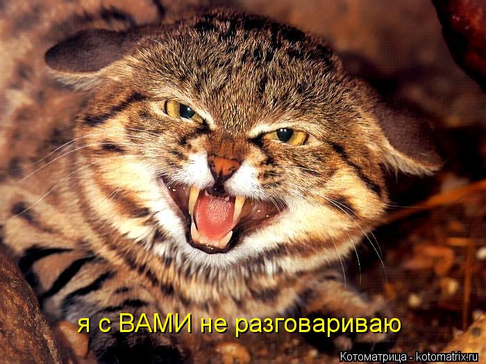 я с ВАМИ не разговариваю... Котоматрица: я с ВАМИ не разговариваю
