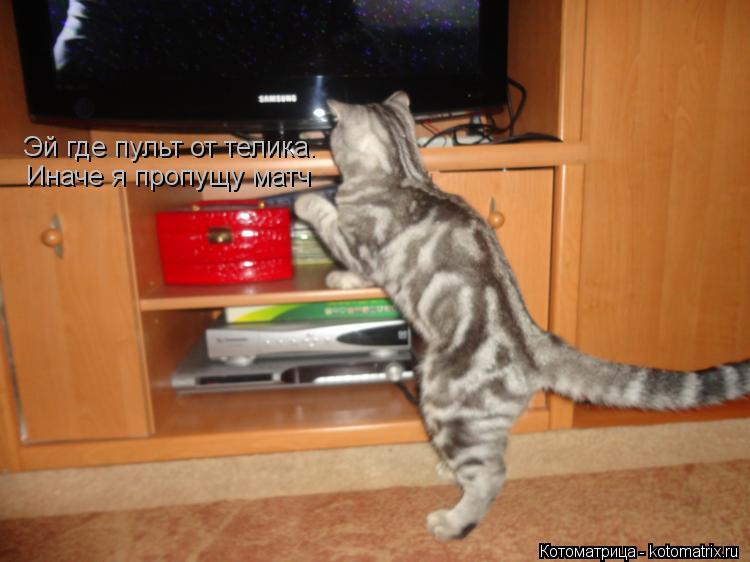 Котоматрица: Эй где пульт от телика. Иначе я пропущу матч