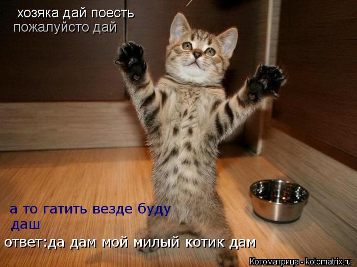 Котоматрица: хозяка дай поесть пожалуйсто дай  а то гатить везде буду даш ответ:да дам мой милый котик дам