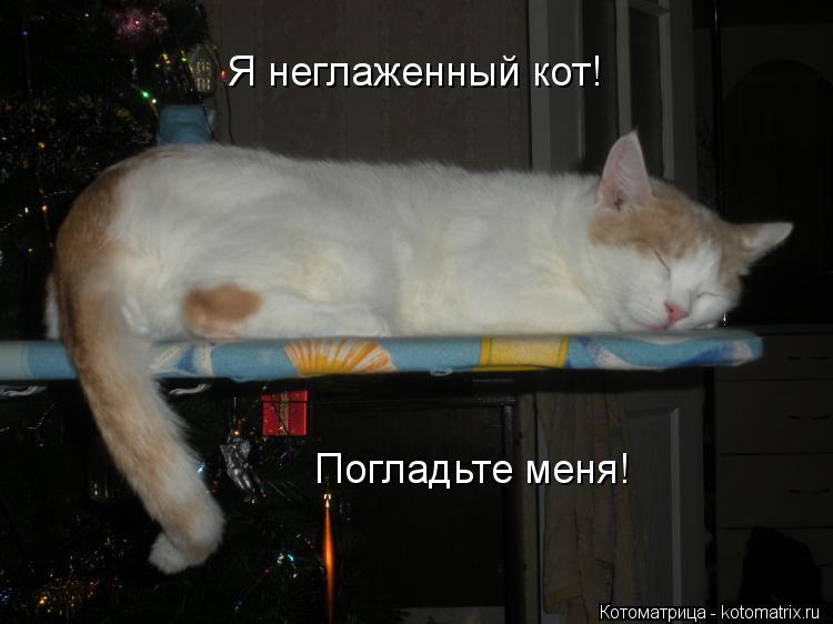 Котоматрица: Я неглаженный кот! Погладьте меня!