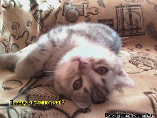 Котоматрица: Правда я симпотная!?