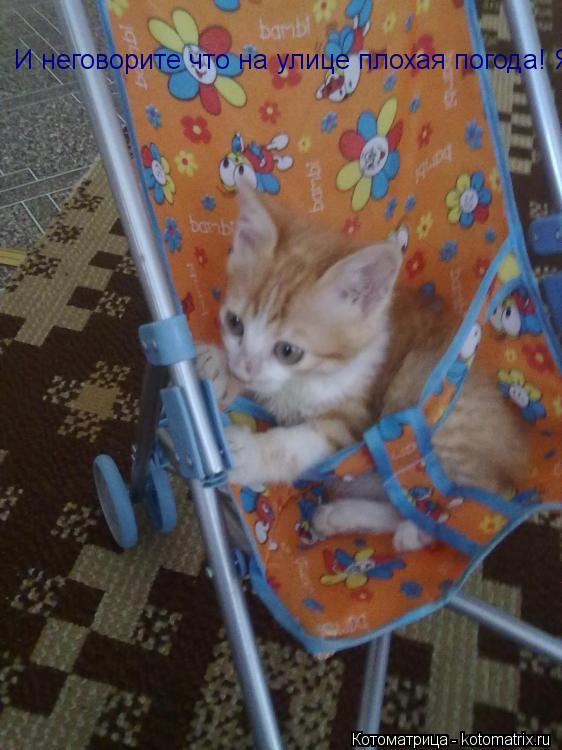 Котоматрица: И неговорите что на улице плохая погода! Я хочу гулять. И неговорите что на улице плохая погода! Я хочу гулять.