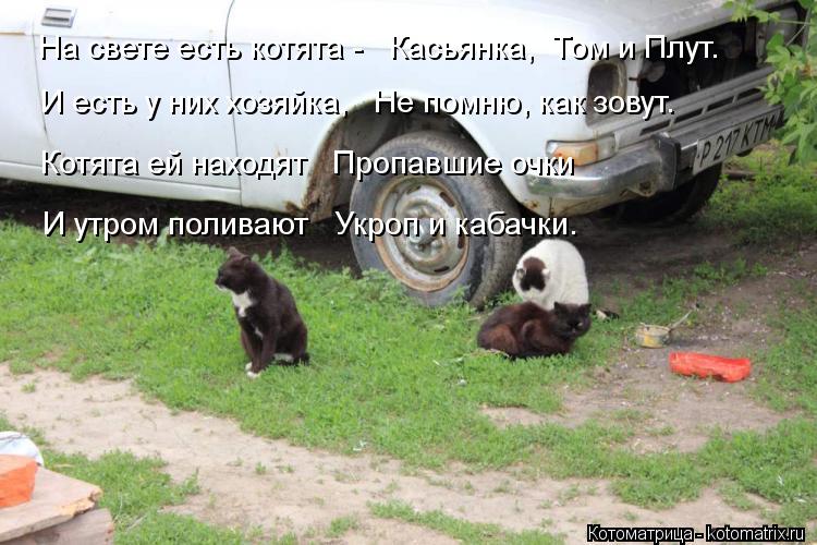 Котоматрица: На свете есть котята -   Касьянка,  Том и Плут. И есть у них хозяйка,   Не помню, как зовут. Котята ей находят   Пропавшие очки И утром поливают   У