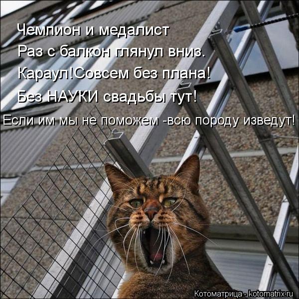 Котоматрица: Чемпион и медалист  Раз с балкон глянул вниз. Караул!Совсем без плана! Без НАУКИ свадьбы тут! Если им мы не поможем -всю породу изведут!