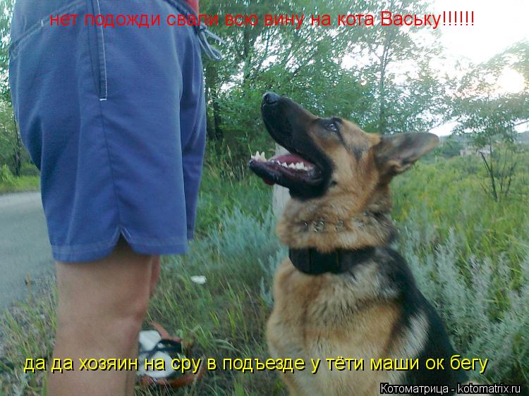 Котоматрица: да да хозяин на сру в подъезде у тёти маши ок бегу нет подожди свали всю вину на кота Ваську!!!!!!