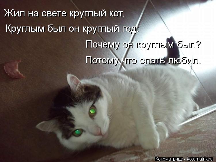 Котоматрица: Жил на свете круглый кот,    Круглым был он круглый год: Почему он круглым был?    Потому что спать любил.