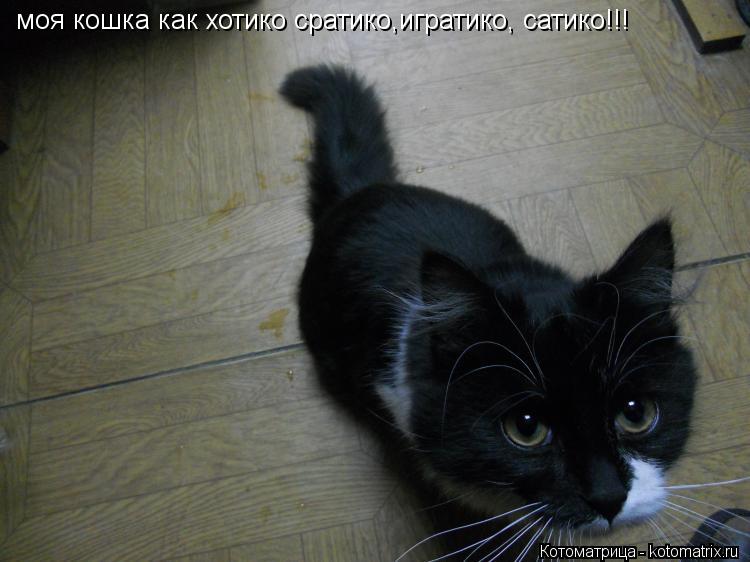 Котоматрица: моя кошка как хотико сратико,игратико, сатико!!!
