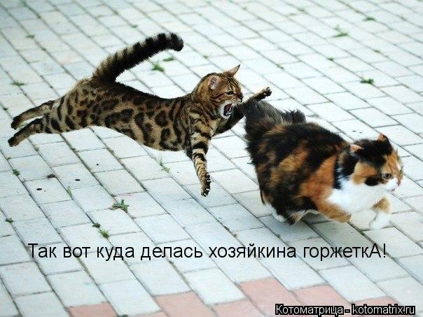 Котоматрица: Так вот куда делась хозяйкина горжеткА!