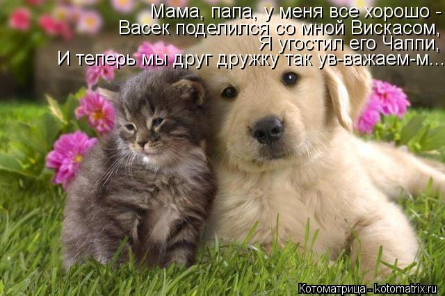 Котоматрица: Мама, папа, у меня все хорошо - Васек поделился со мной Вискасом, Я угостил его Чаппи, И теперь мы друг дружку так ув-важаем-м...