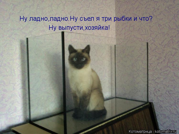 Котоматрица: Ну ладно,ладно.Ну съел я три рыбки и что? Ну выпусти,хозяйка!