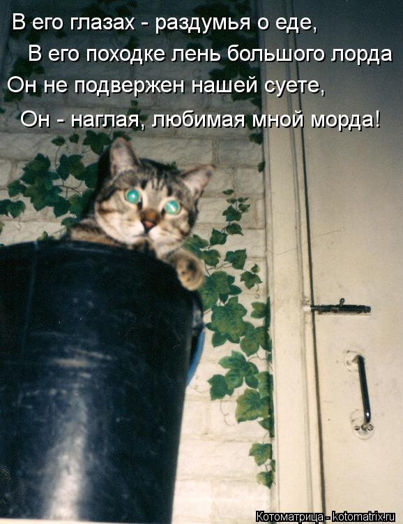 Котоматрица: В его глазах - раздумья о еде,    В его походке лень большого лорда     Он не подвержен нашей суете,    Он - наглая, любимая мной морда!