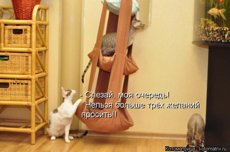 Котоматрица: - Слезай, моя очередь! Нельзя больше трёх желаний просить!!