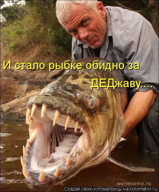 И стало рыбке обидно за ДЕДжаву....... Котоматрица: И стало рыбке обидно за ДЕДжаву....