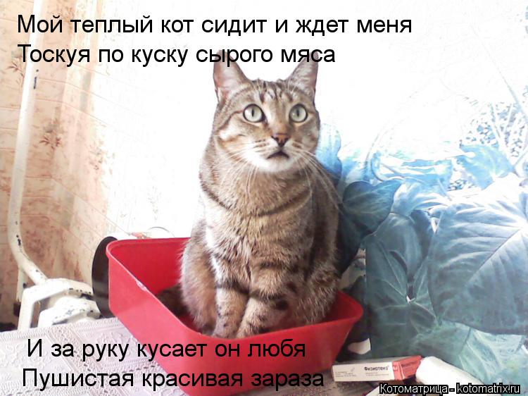 Котоматрица: Тоскуя по куску сырого мяса   Мой теплый кот сидит и ждет меня  И за руку кусает он любя    Пушистая красивая зараза
