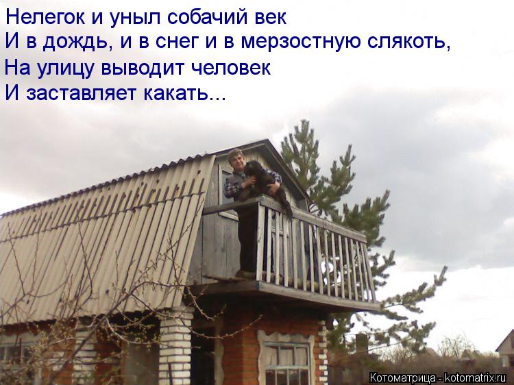 Котоматрица: Нелегок и уныл собачий век     И в дождь, и в снег и в мерзостную слякоть,     На улицу выводит человек     И заставляет какать...