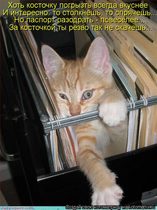 Котоматрица: Хоть косточку погрызть всегда вкуснее И интересно: то столкнёшь, то спрячешь... Но паспорт разодрать - повеселее.... За косточкой ты резво так 
