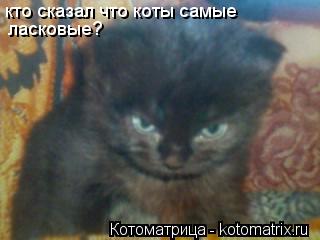 Котоматрица: кто сказал что коты самые  ласковые?