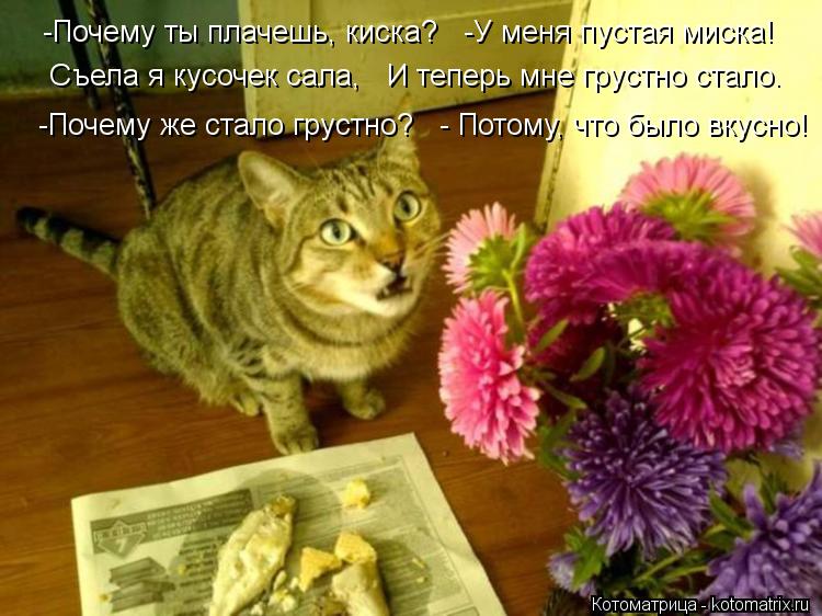 Котоматрица: -Почему ты плачешь, киска?   -У меня пустая миска!    Съела я кусочек сала,   И теперь мне грустно стало.    -Почему же стало грустно?   - Потому, что 