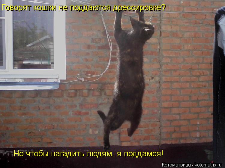 Котоматрица: Говорят кошки не поддаются дрессировке? Но чтобы нагадить людям, я поддамся! Но чтобы нагадить людям, я поддамся!