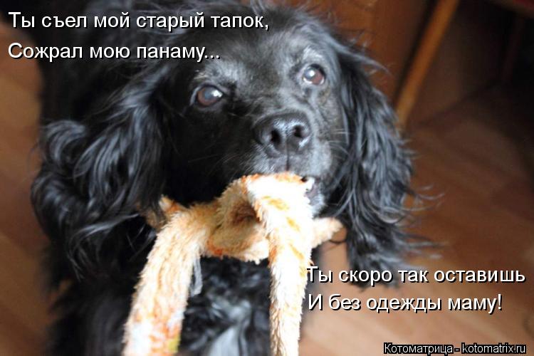 Котоматрица: Ты съел мой старый тапок,     Сожрал мою панаму...     Ты скоро так оставишь     И без одежды маму!